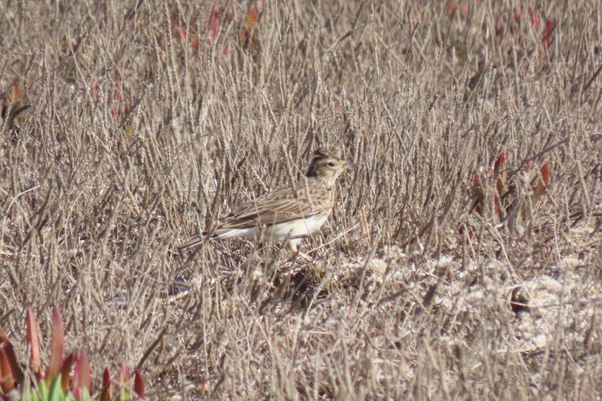 Eurasian Skylark - ML642905248