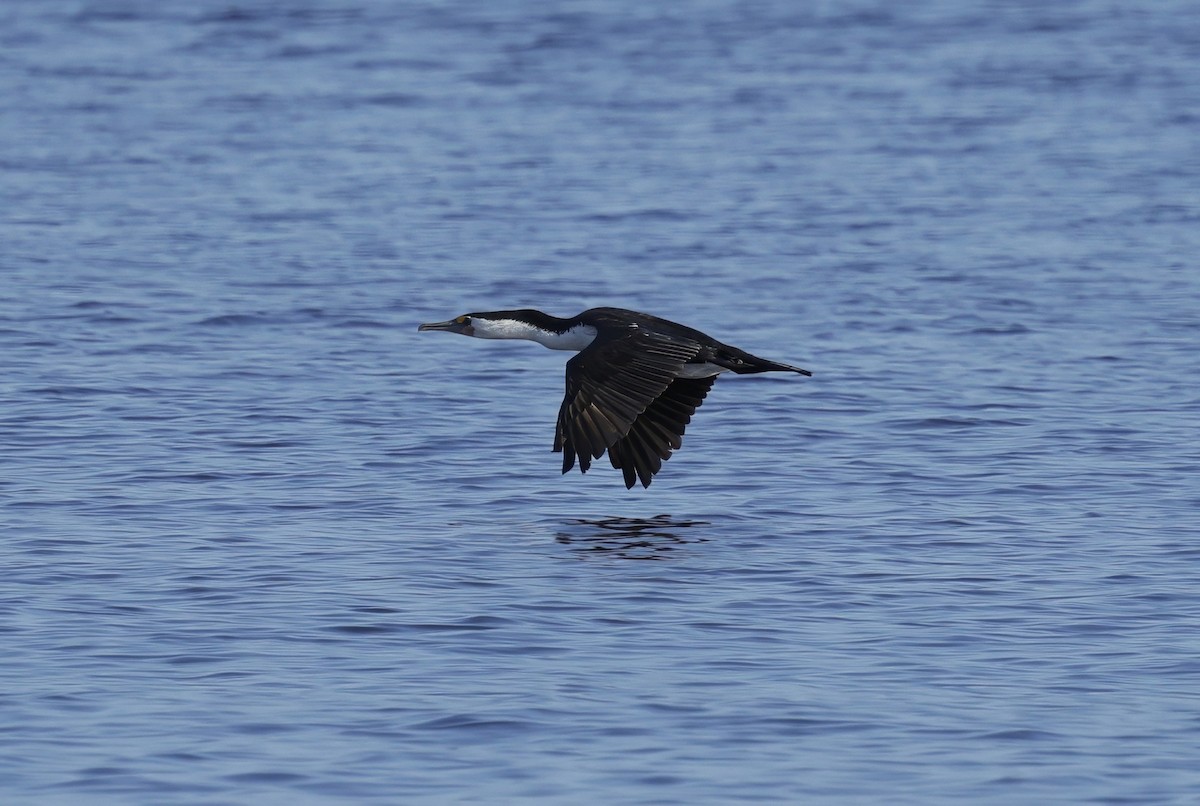 Pied Cormorant - ML642905273