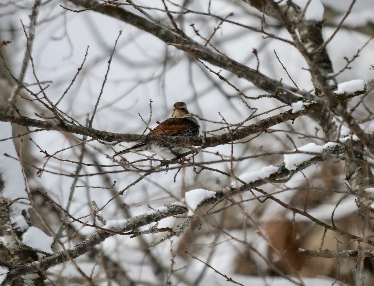 Dusky Thrush - ML642905276