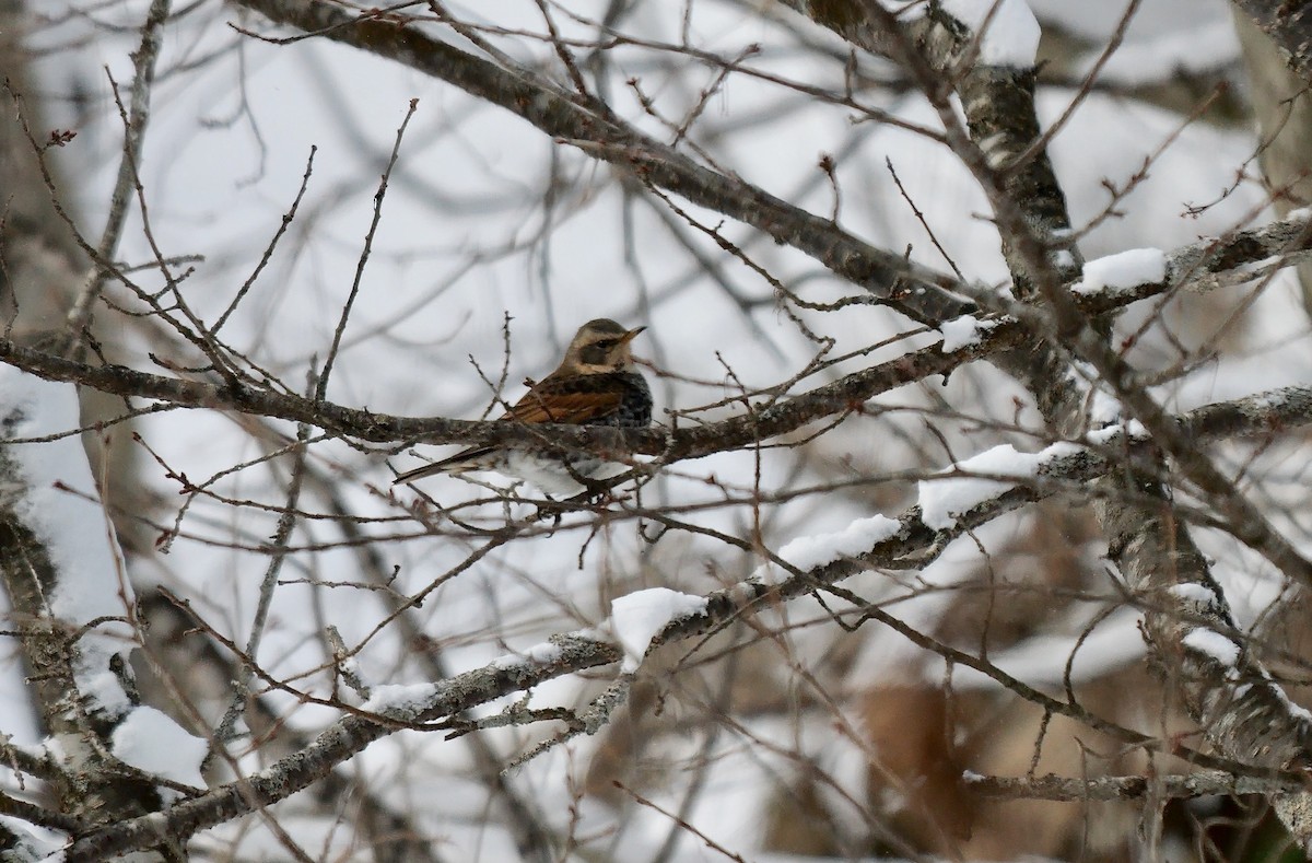 Dusky Thrush - ML642905277