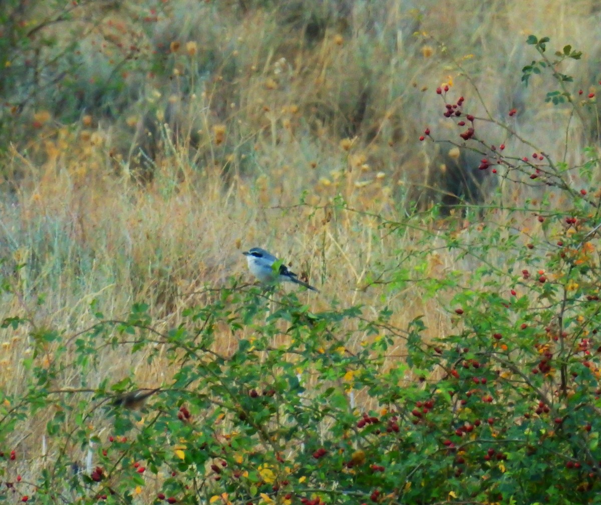 Iberian Gray Shrike - ML642905281