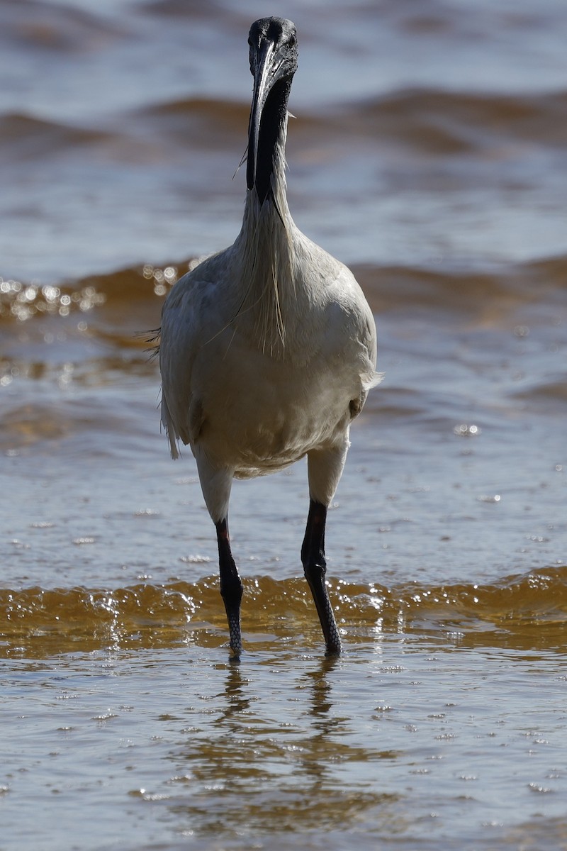 australibis - ML642905283