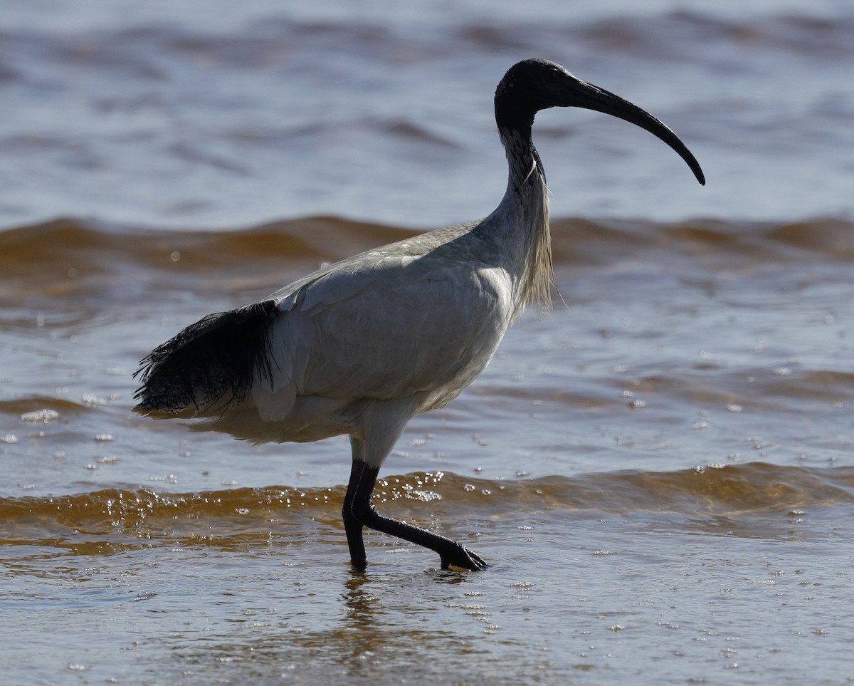australibis - ML642905284