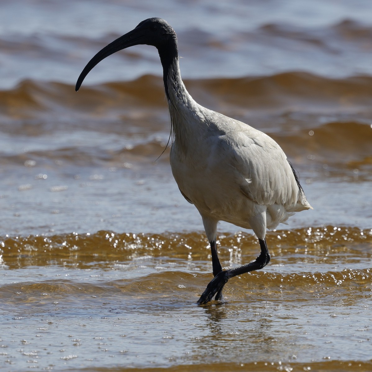 australibis - ML642905285