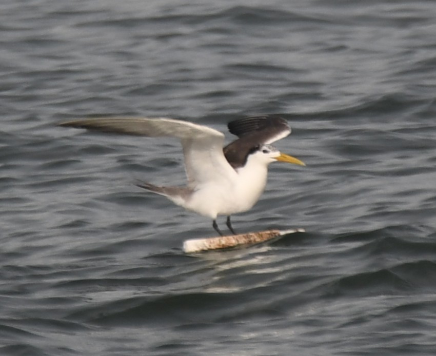 Great Crested Tern - ML642905289