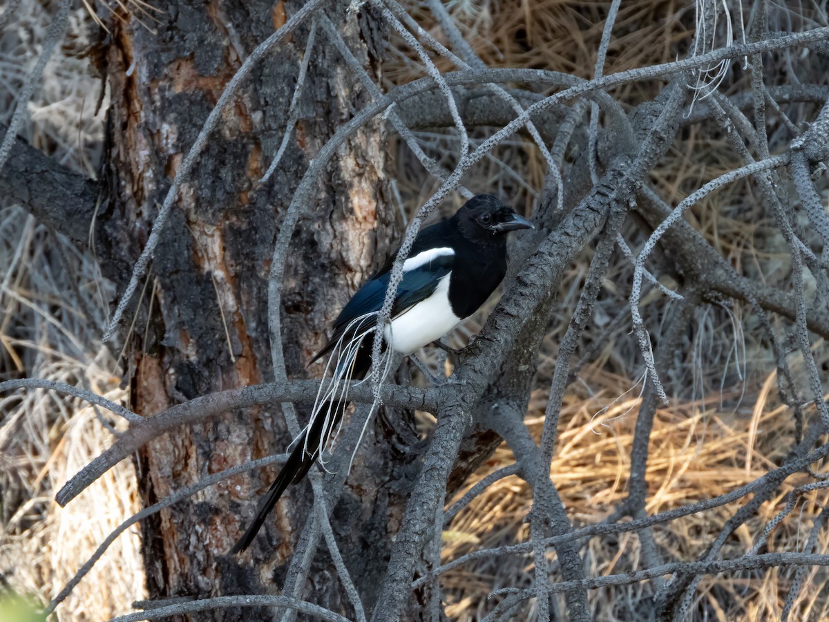 Black-billed Magpie - ML642905290