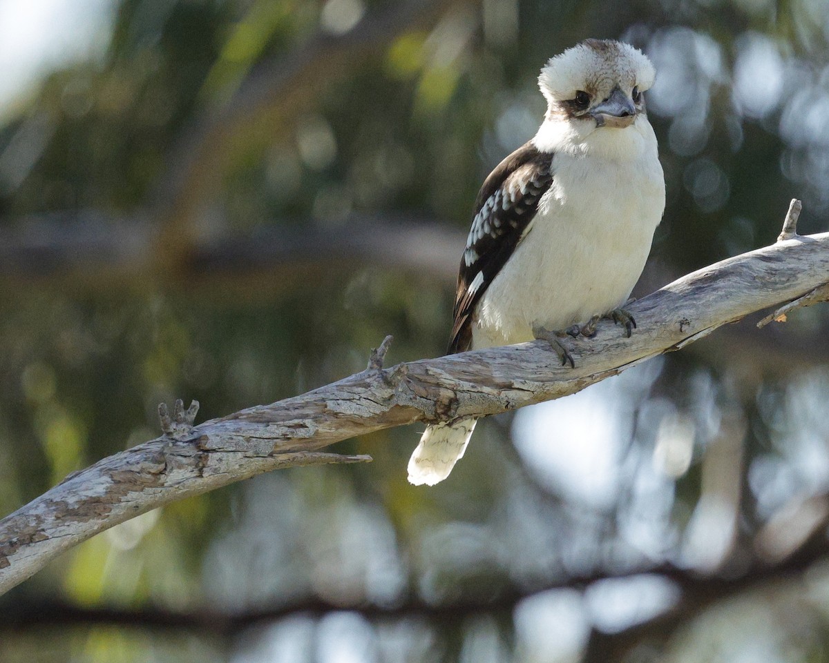 Laughing Kookaburra - ML642905291