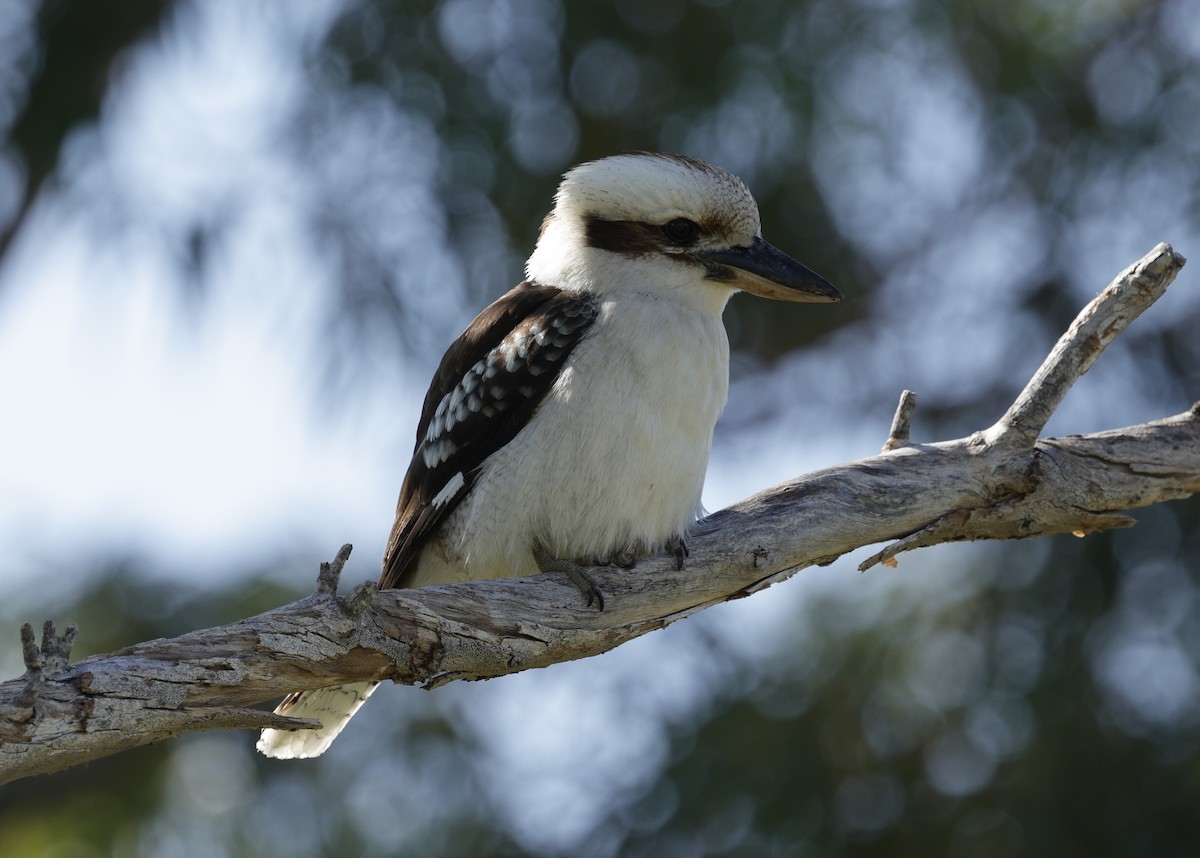 Laughing Kookaburra - ML642905292