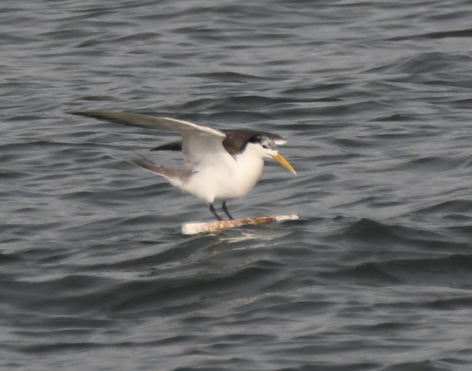 Great Crested Tern - ML642905294
