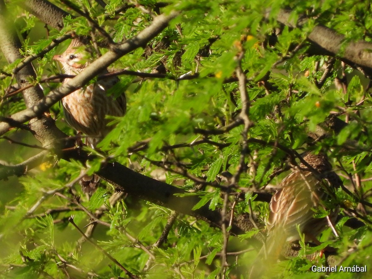 Lark-like Brushrunner - ML642905298