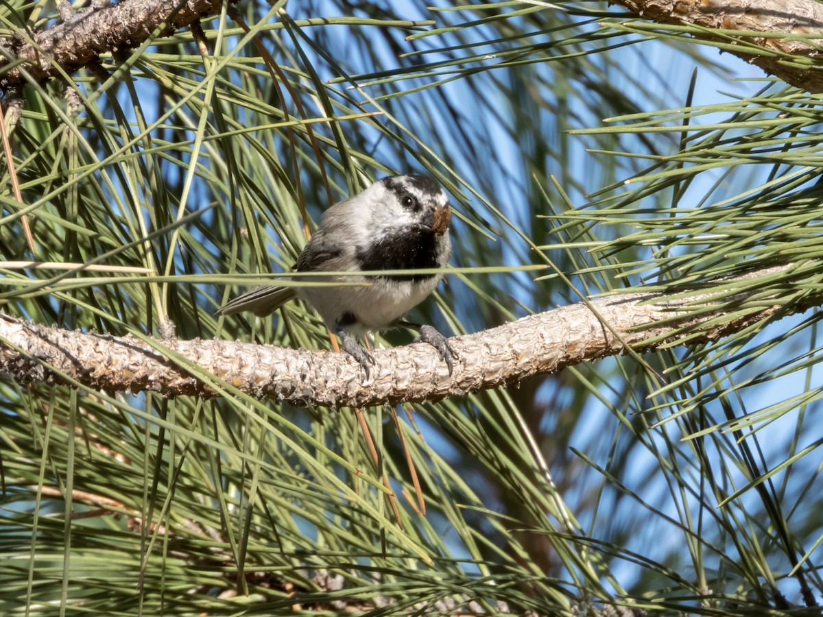 Mountain Chickadee - ML642905300