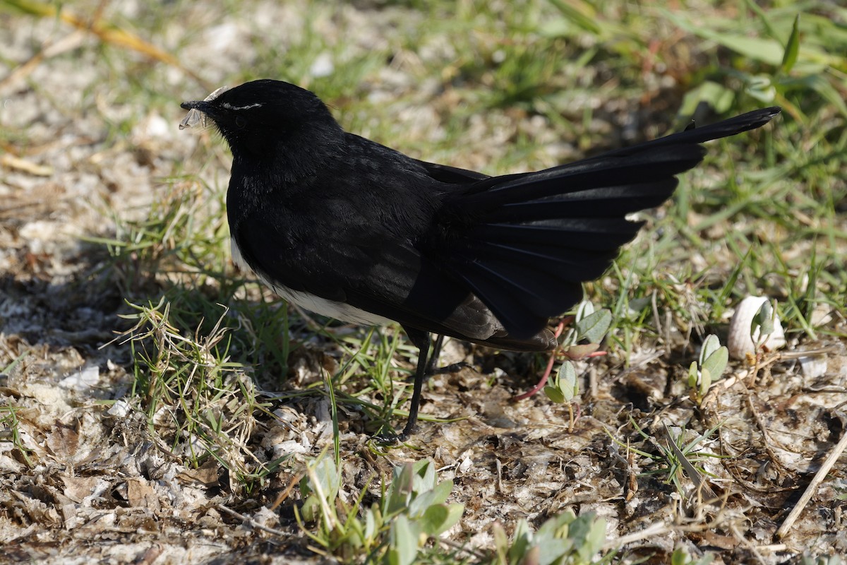 Willie-wagtail - ML642905311