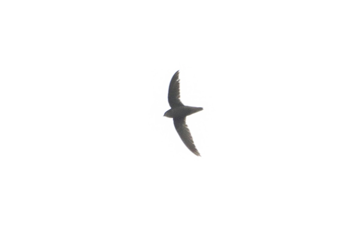 Sick's Swift - ML642905318