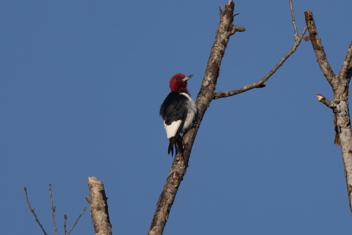 Red-headed Woodpecker - ML642905319