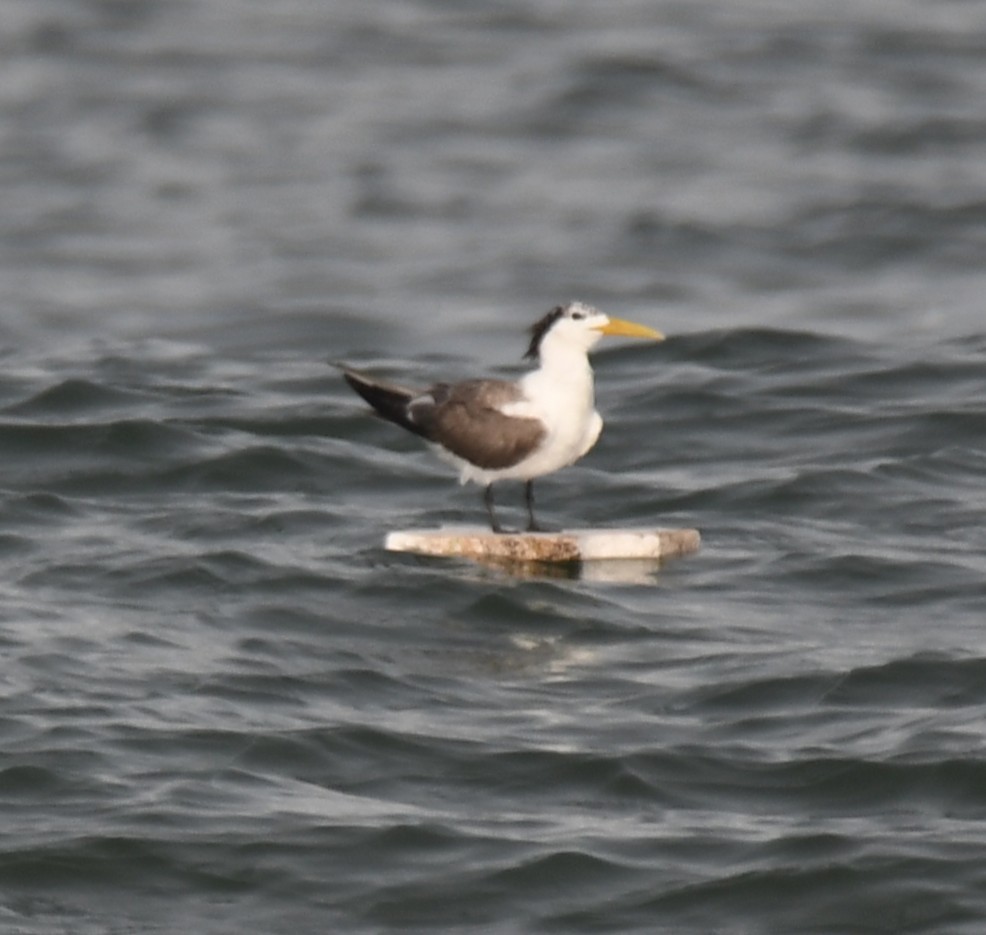 Great Crested Tern - ML642905320