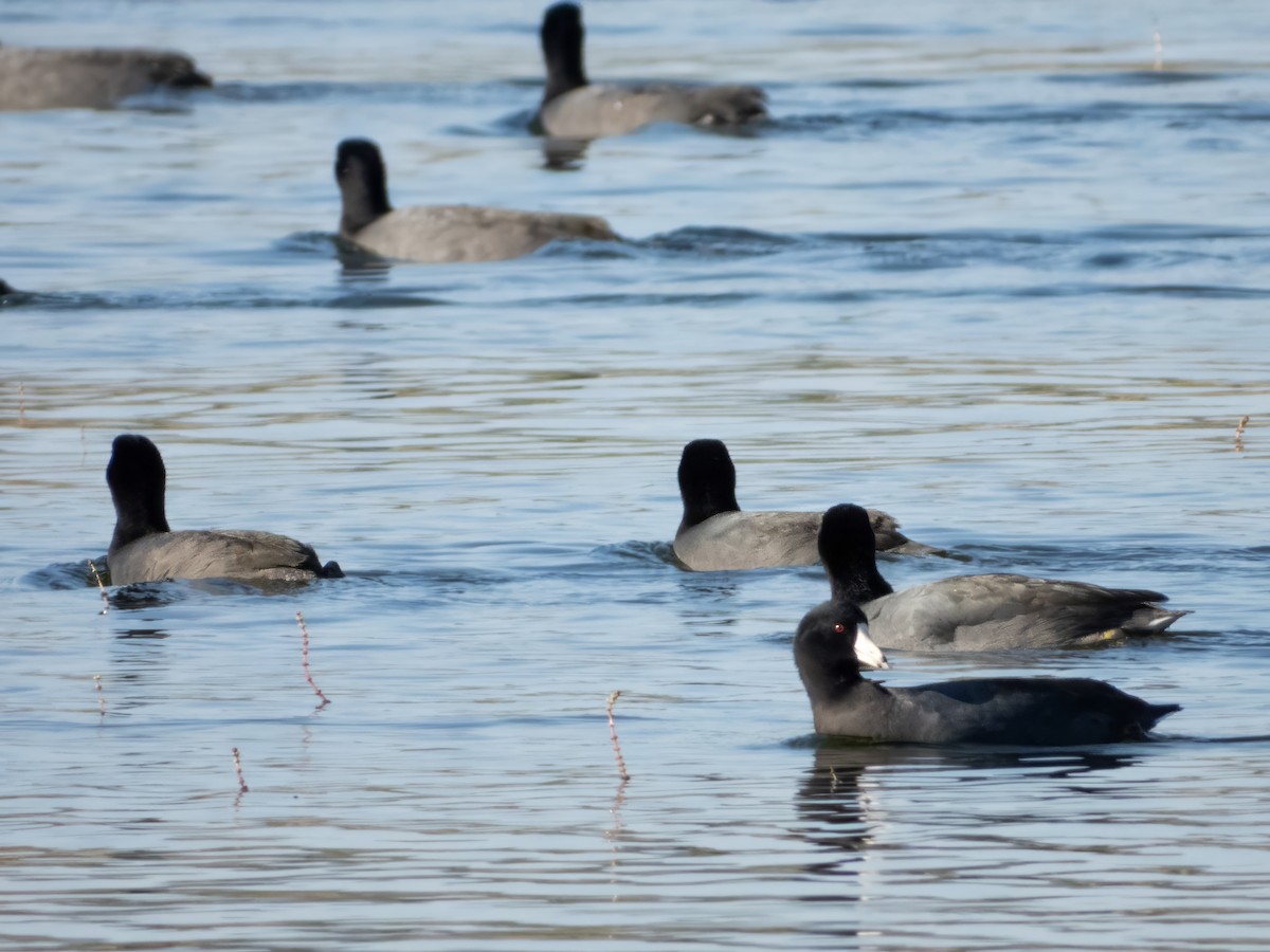 American Coot - ML642905323