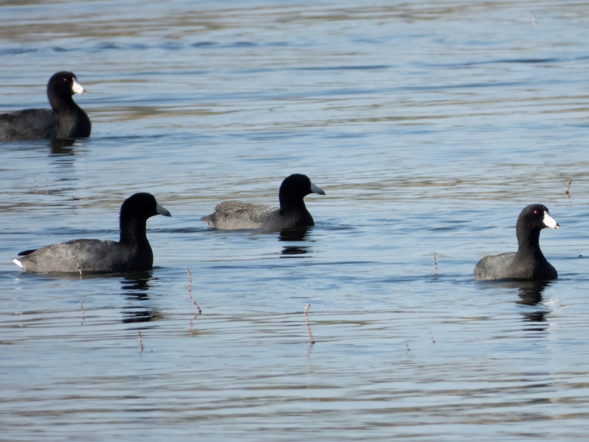 American Coot - ML642905324