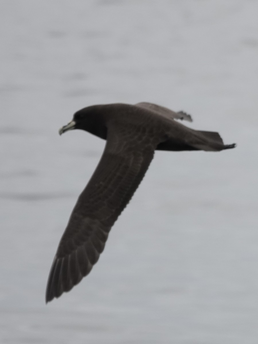 White-chinned Petrel - ML642905327