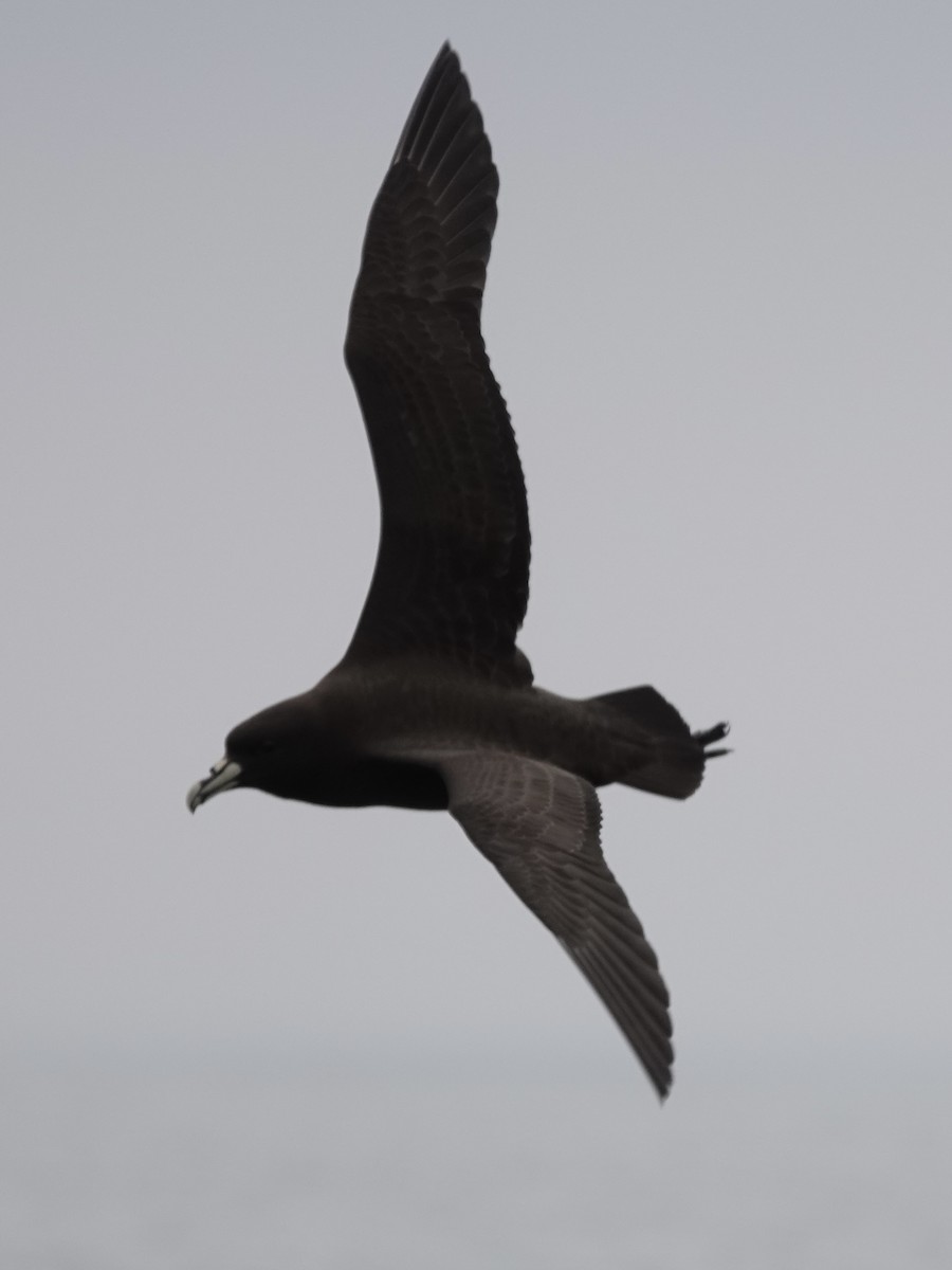 White-chinned Petrel - ML642905328