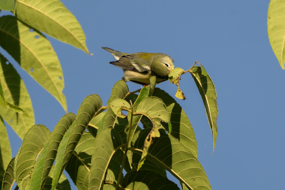 Northern Parula - ML642905349
