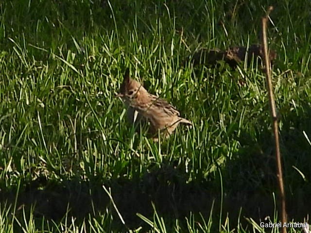 Lark-like Brushrunner - ML642905358