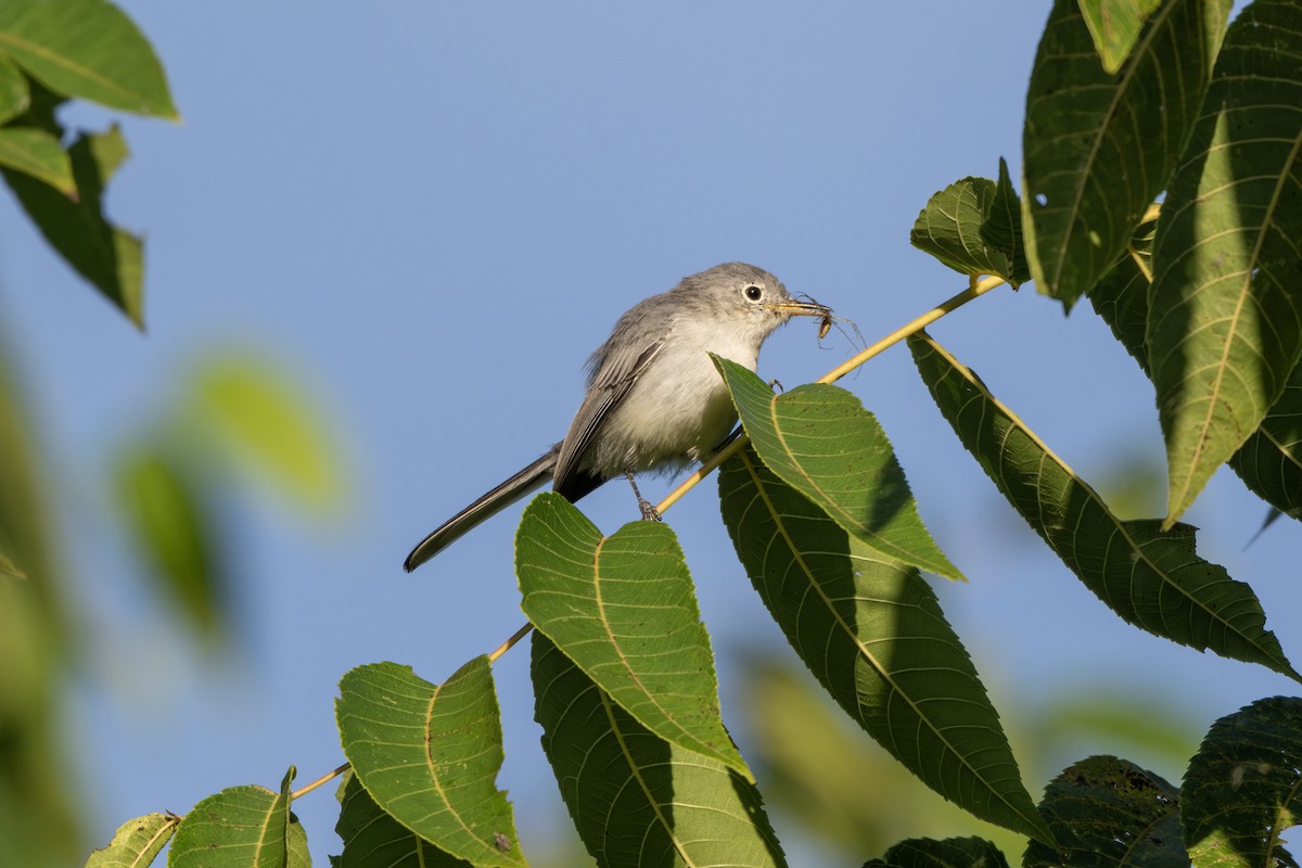 Blue-gray Gnatcatcher - ML642905360