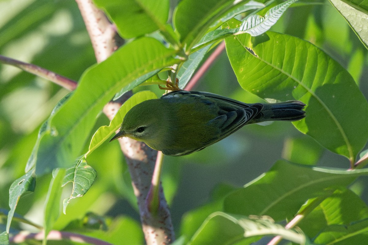 Northern Parula - ML642905367