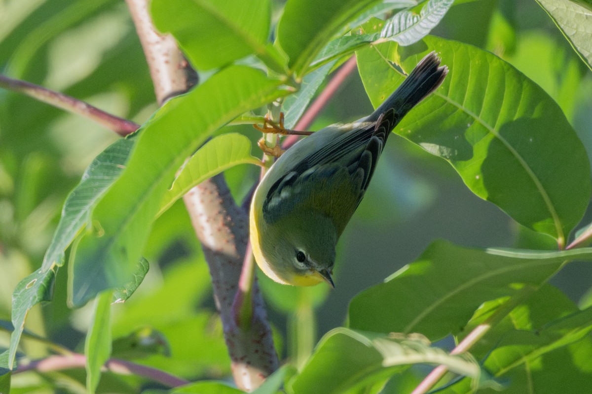 Northern Parula - ML642905375