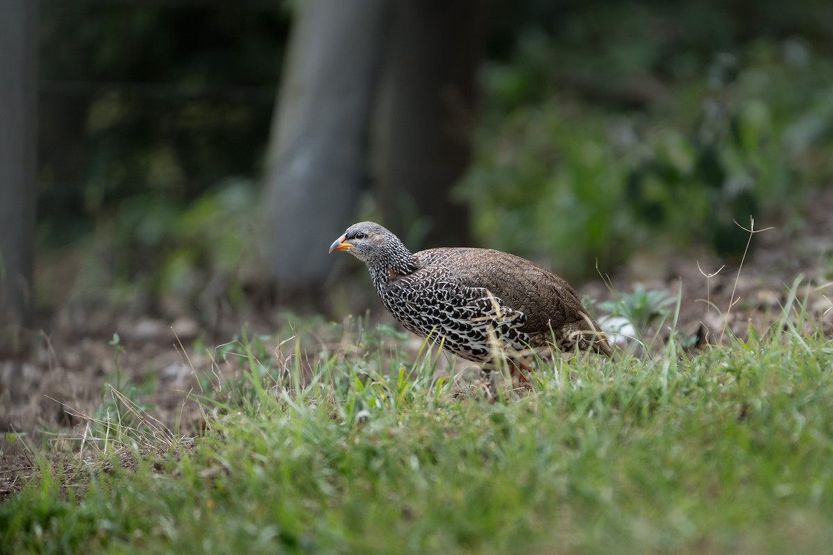 Hildebrandt's Spurfowl - ML642905388
