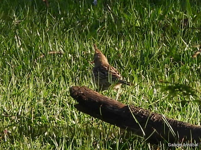 Lark-like Brushrunner - ML642905390