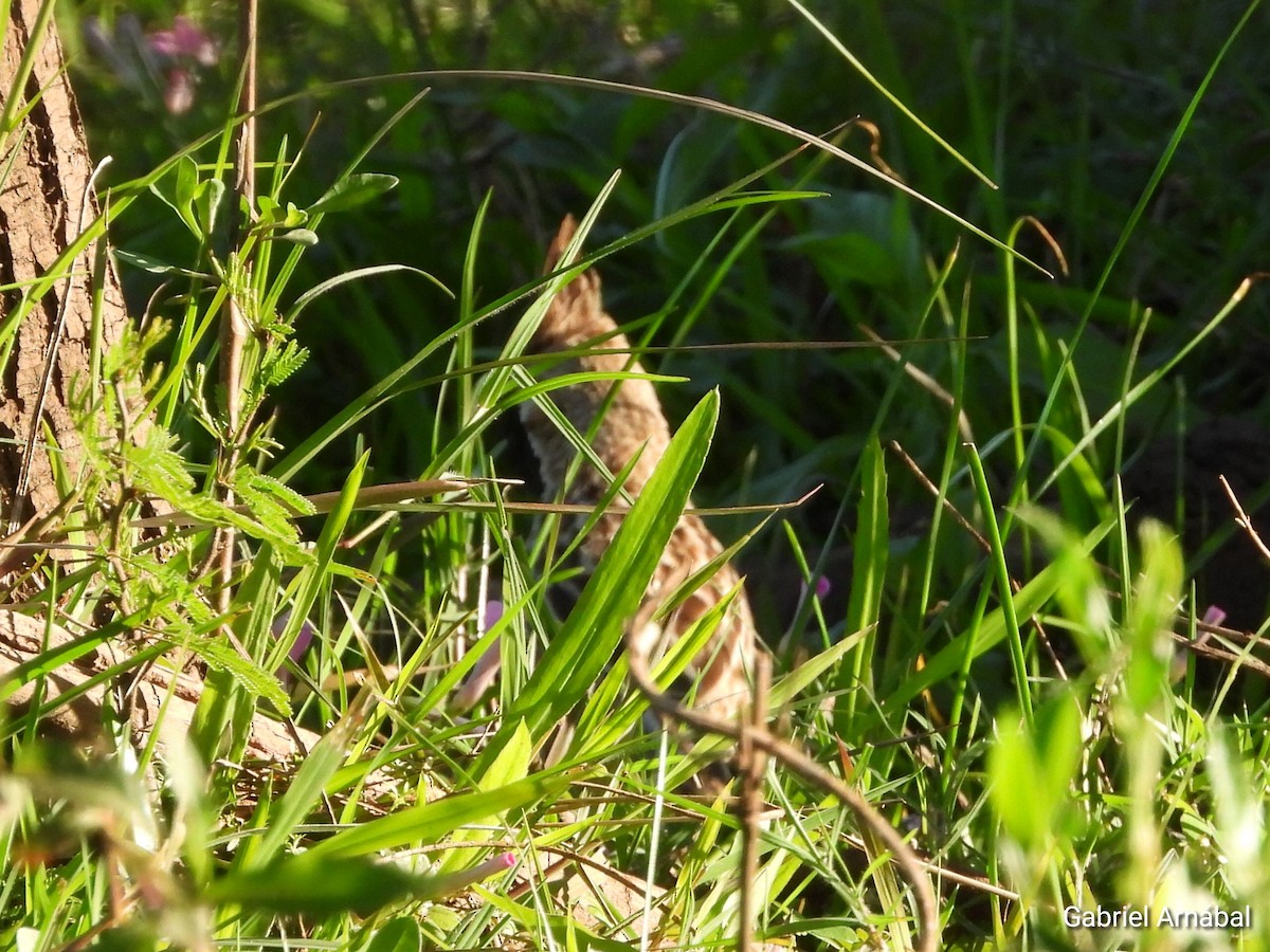 Lark-like Brushrunner - ML642905391