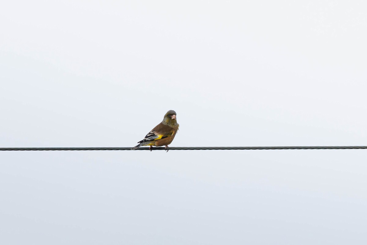 Oriental Greenfinch - ML642905424