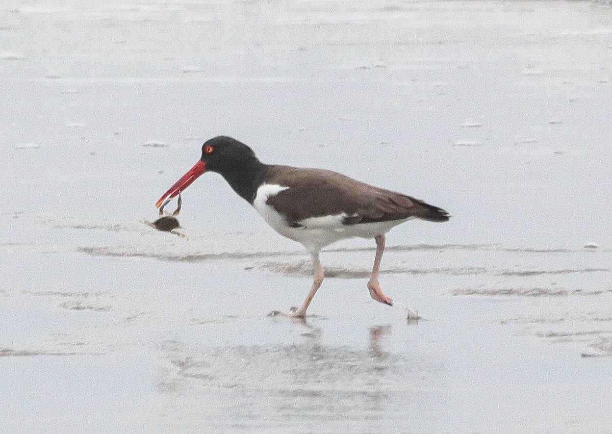 American Oystercatcher - ML642905427