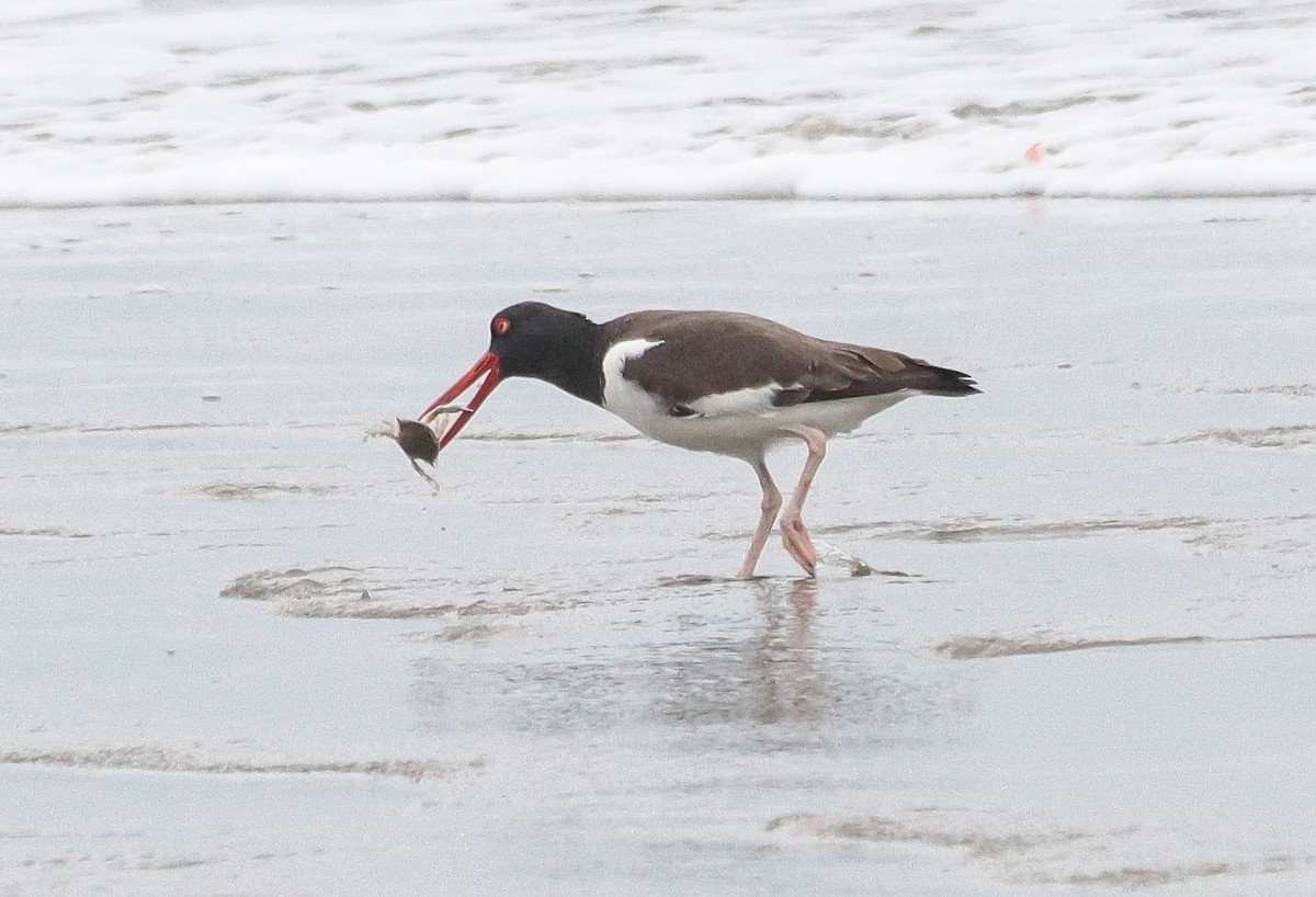 American Oystercatcher - ML642905428