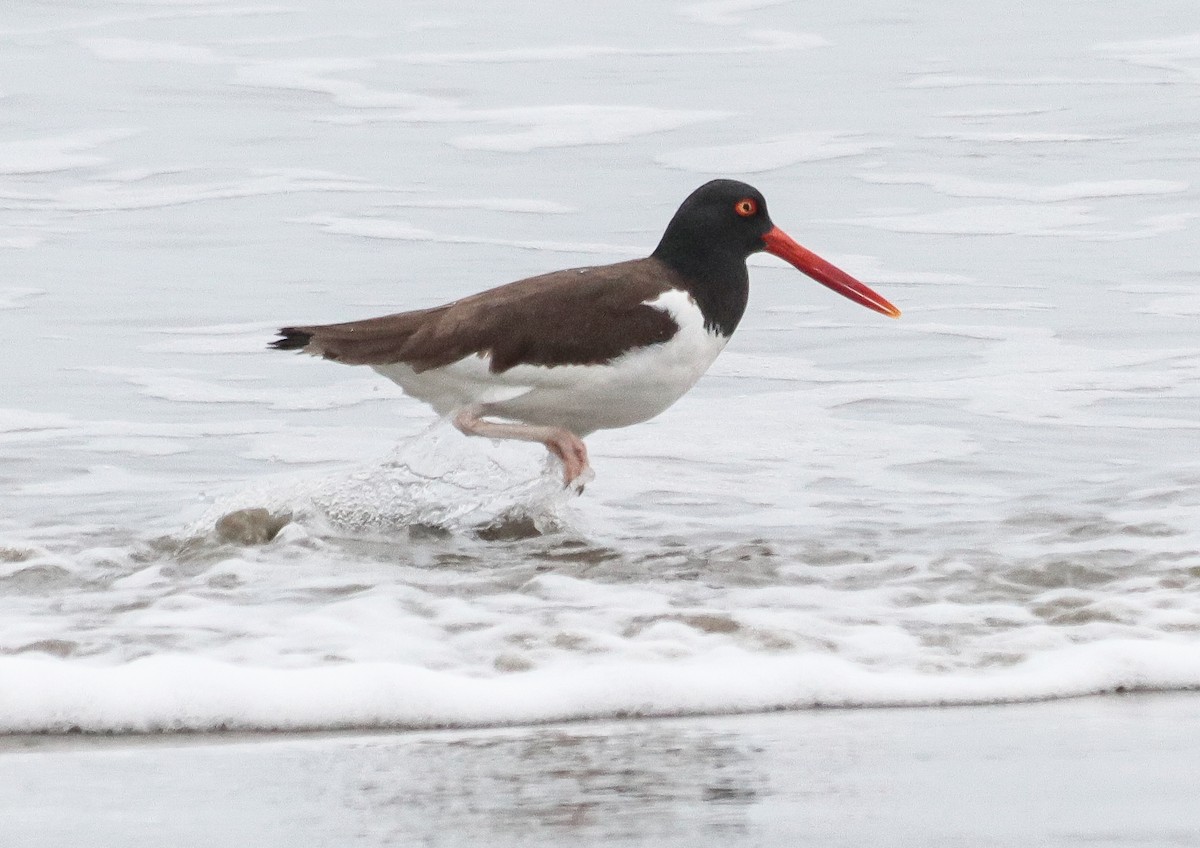 American Oystercatcher - ML642905429