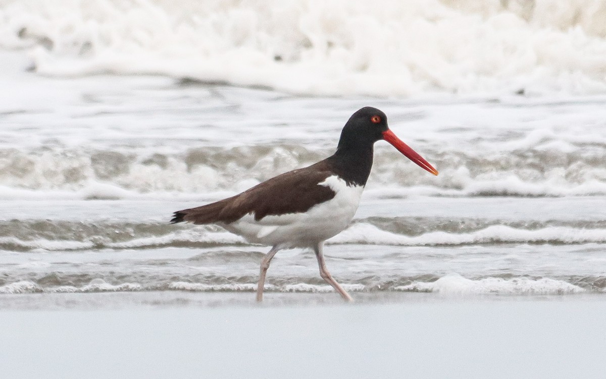 American Oystercatcher - ML642905430