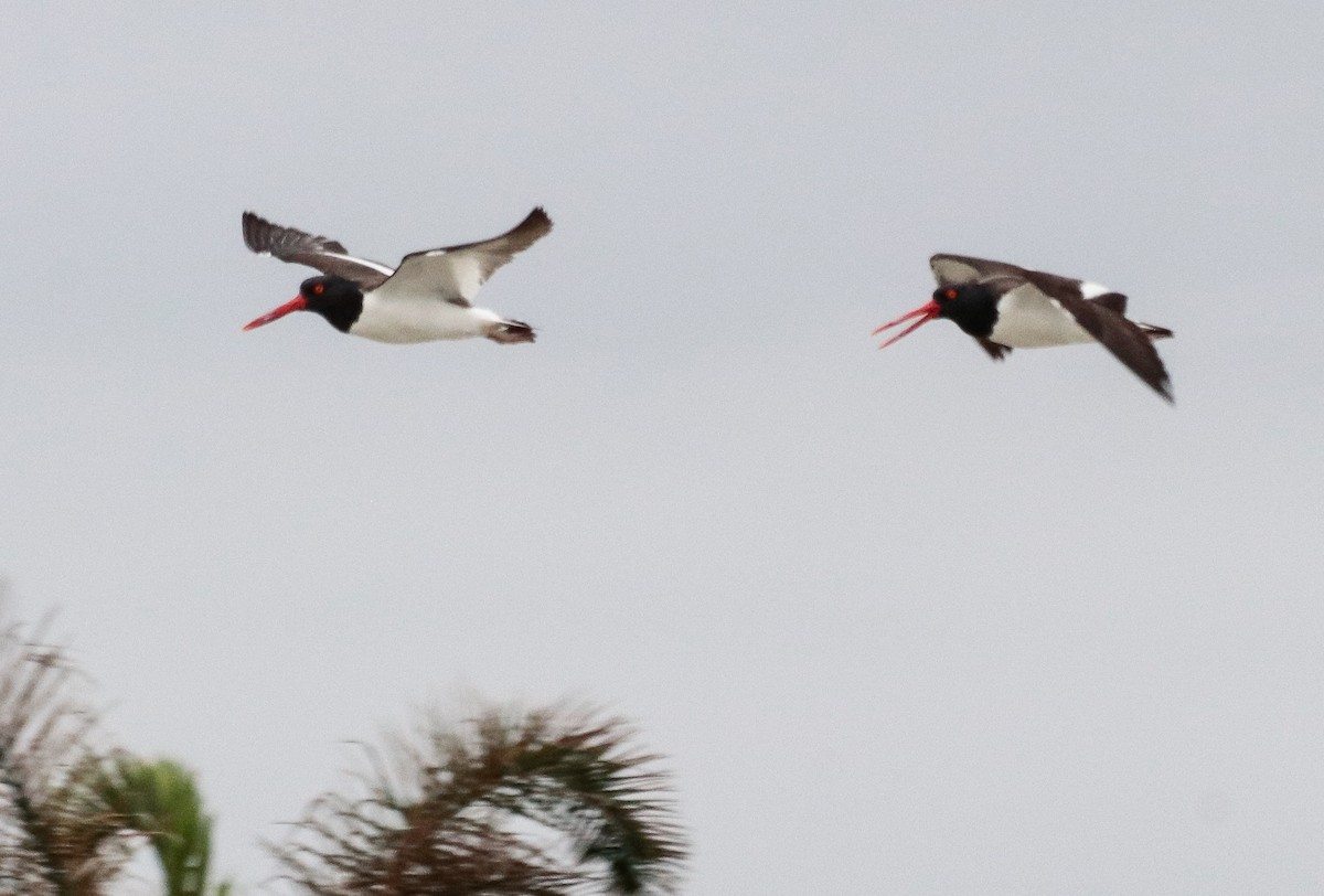 American Oystercatcher - ML642905431