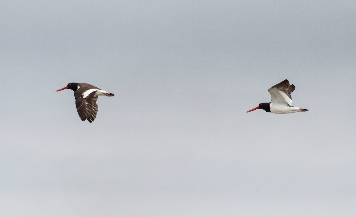 American Oystercatcher - ML642905432