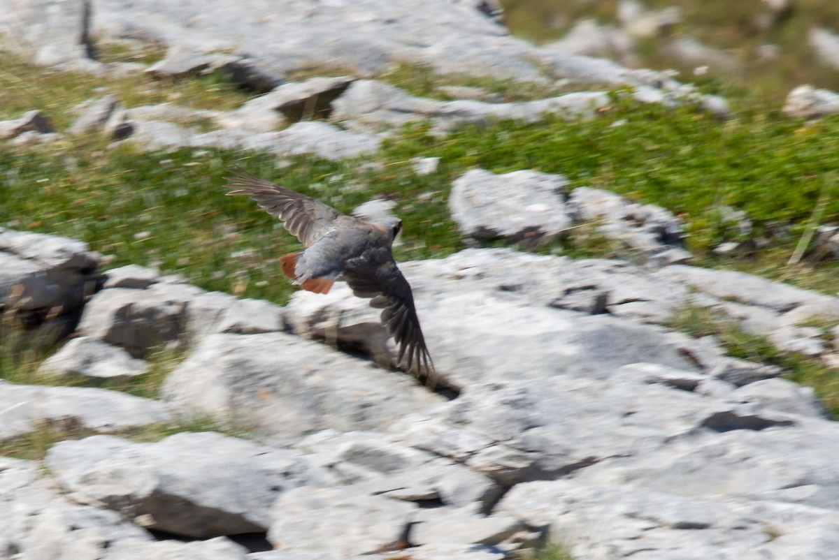 Rock Partridge - ML642905450