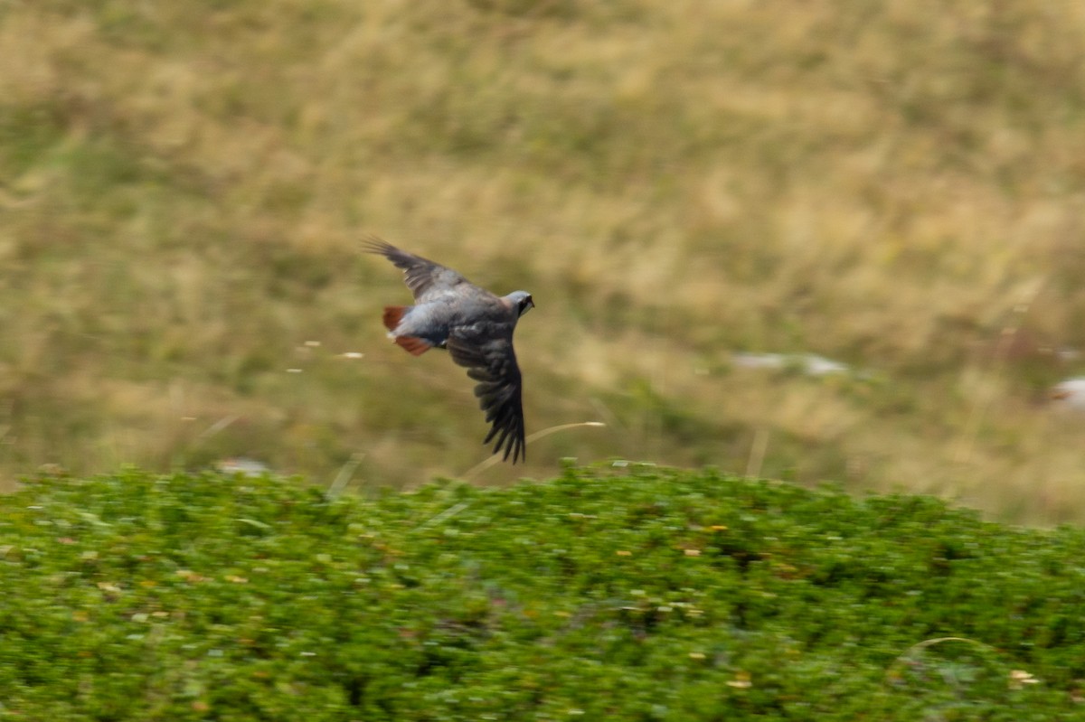 Rock Partridge - ML642905451