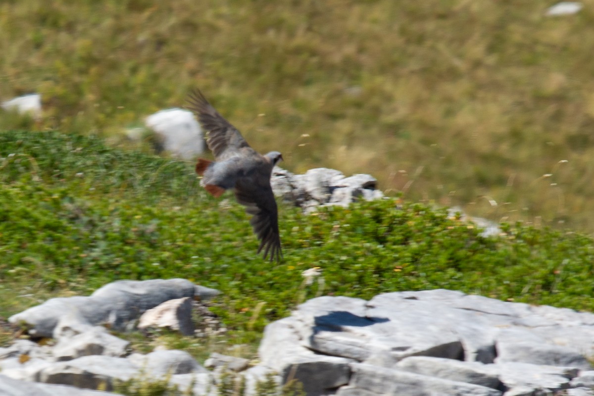 Rock Partridge - ML642905452