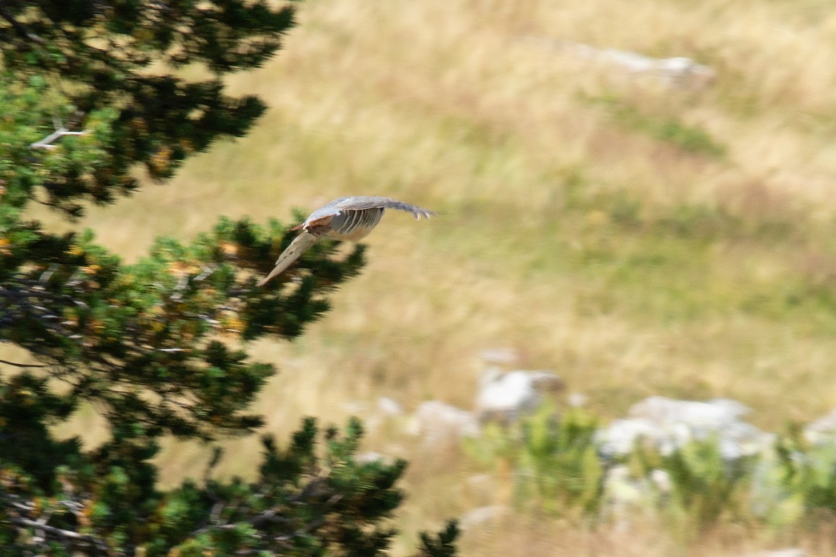 Rock Partridge - ML642905453