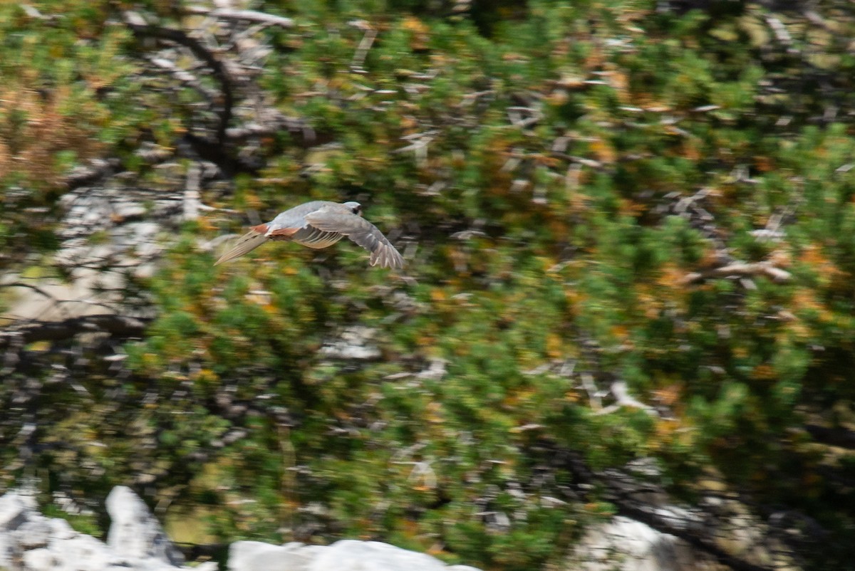 Rock Partridge - ML642905454