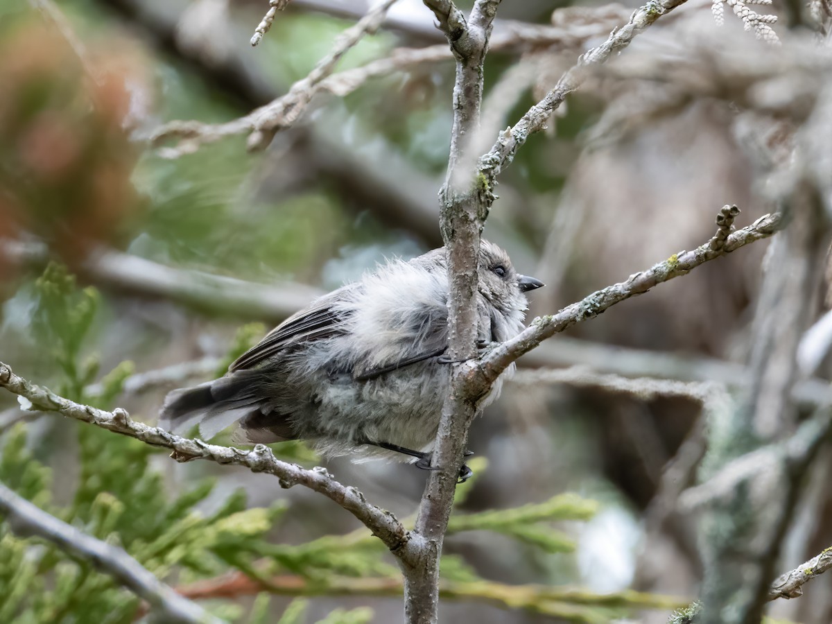 Bushtit - ML642905463