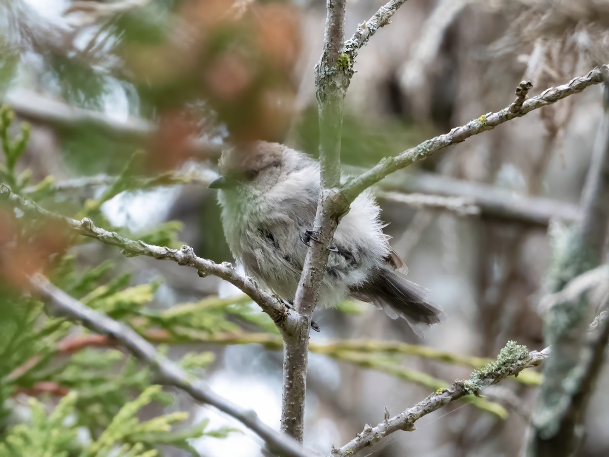 Bushtit - ML642905464