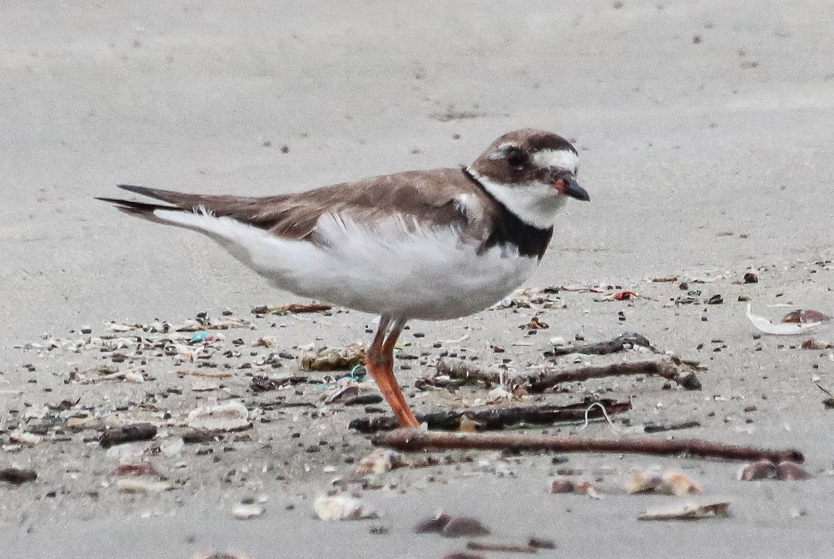 kulík kanadský - ML642905508