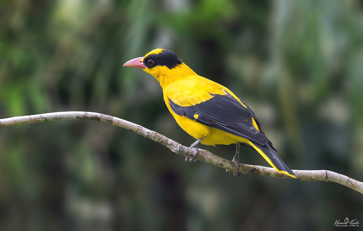 Black-naped Oriole - ML642905511