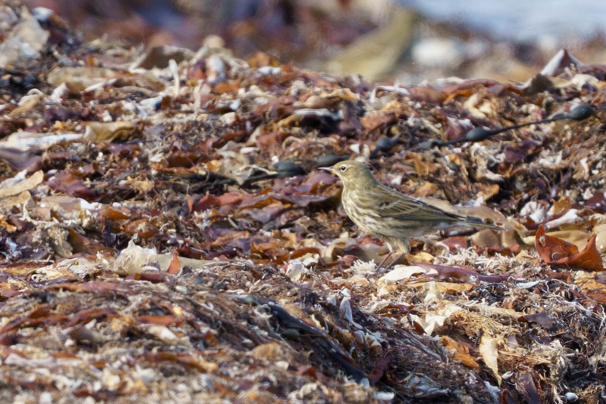 Rock Pipit - ML642905519