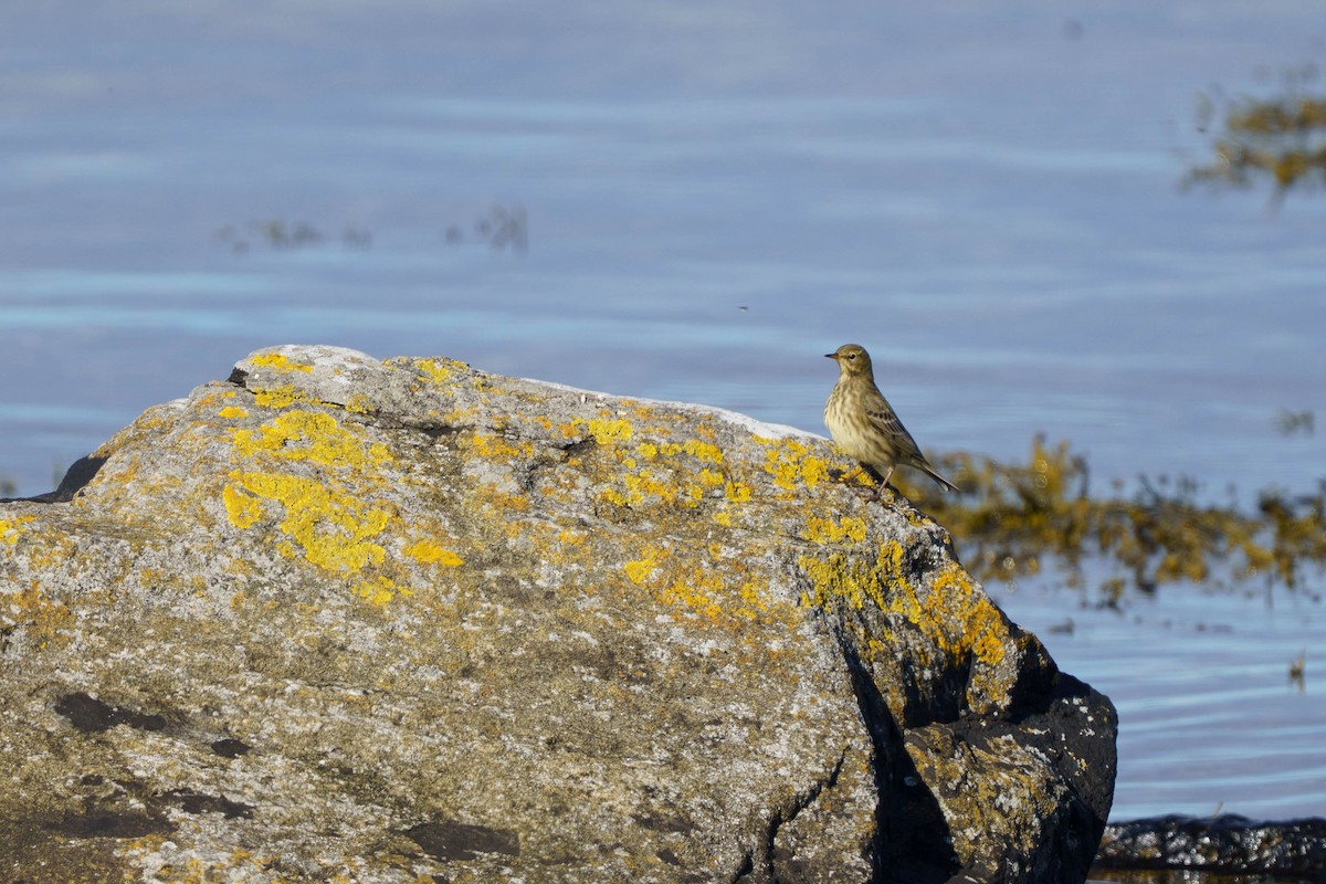 Rock Pipit - ML642905520