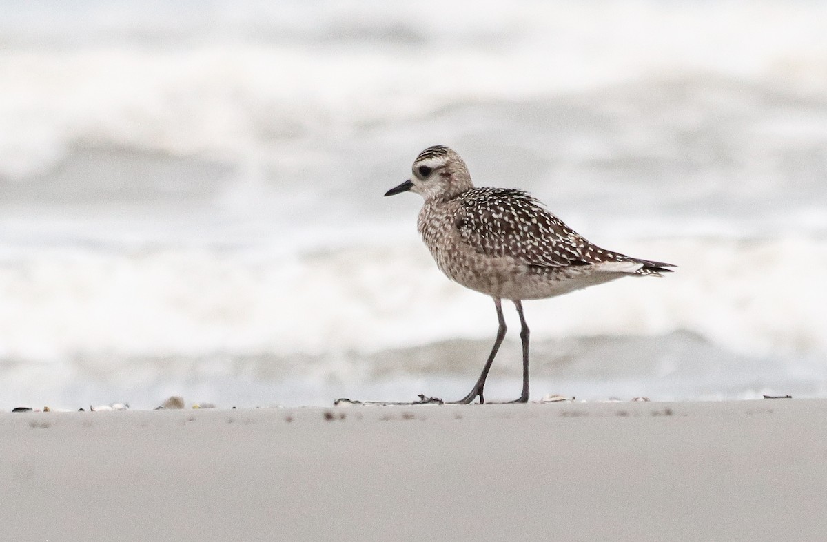 American Golden-Plover - ML642905530